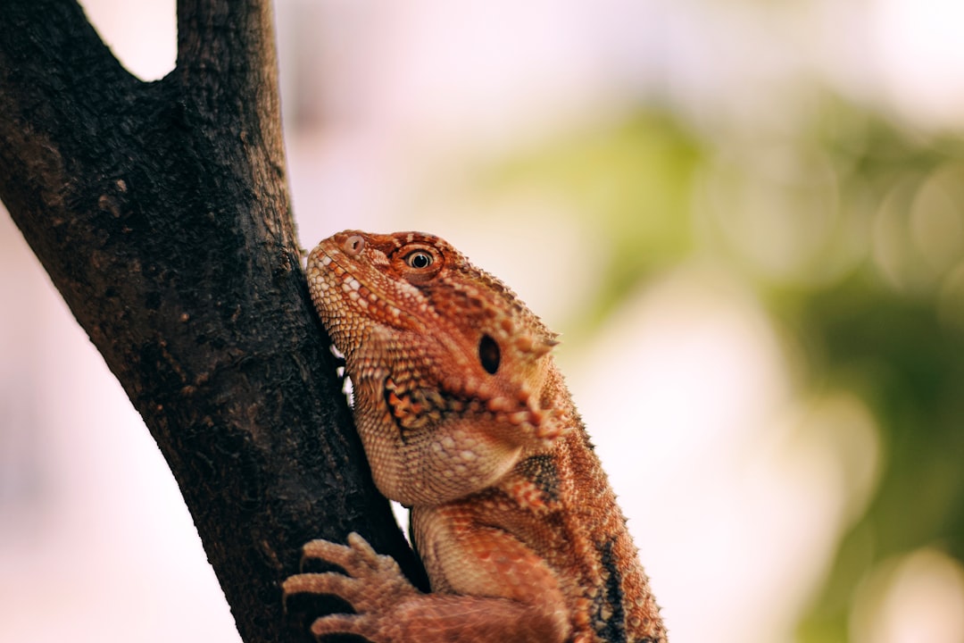 brown and white bearded dragon on brown tree branch during daytime
