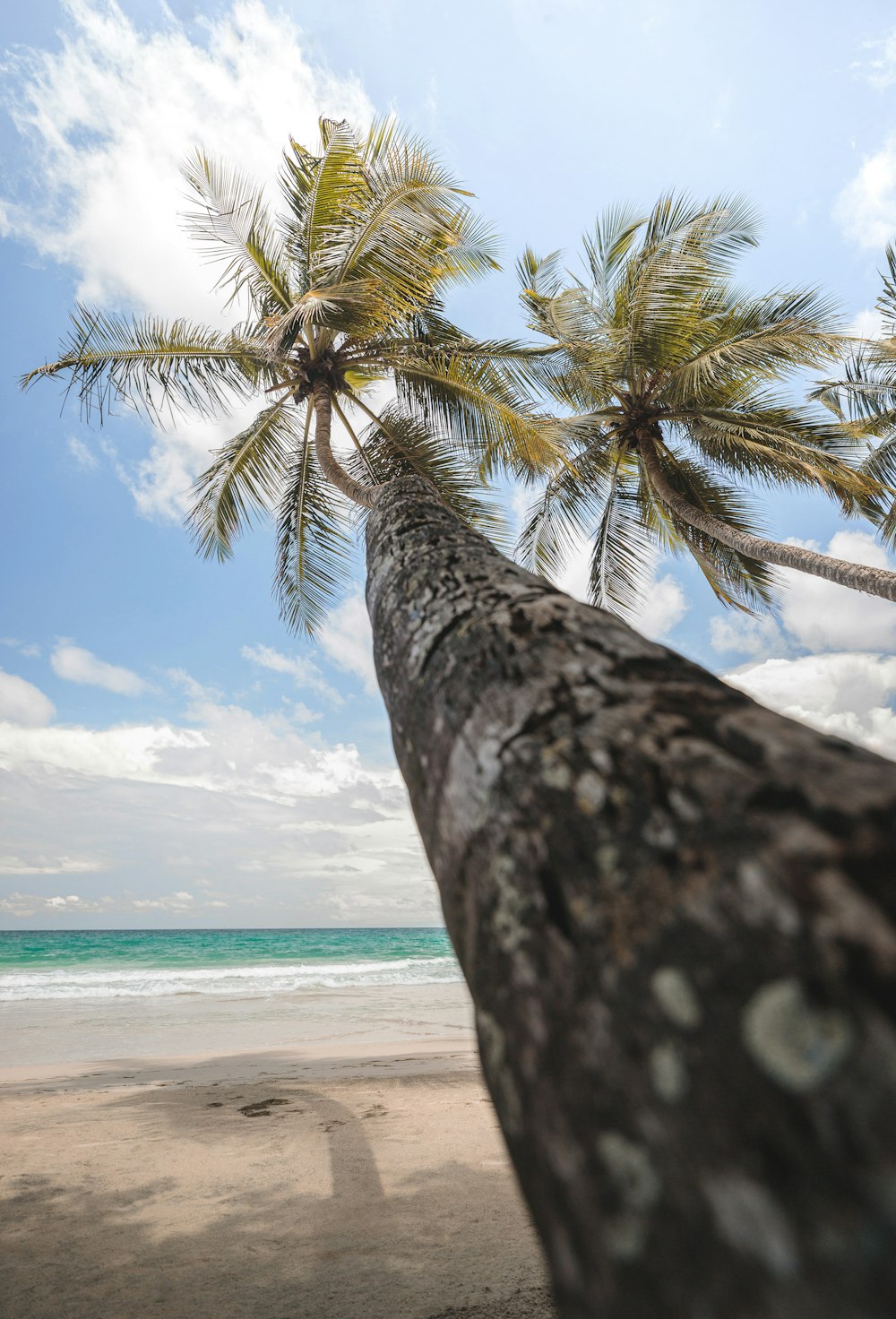 palm tree near body of water during daytime