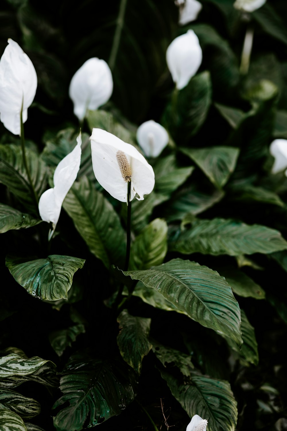 white flower with green leaves