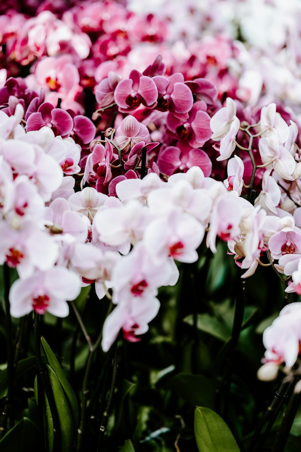 white and pink flowers during daytime