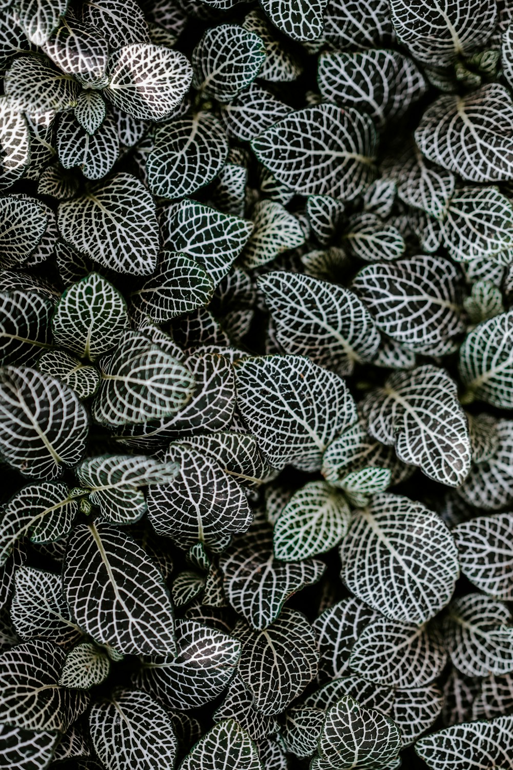 green and white leaf plant