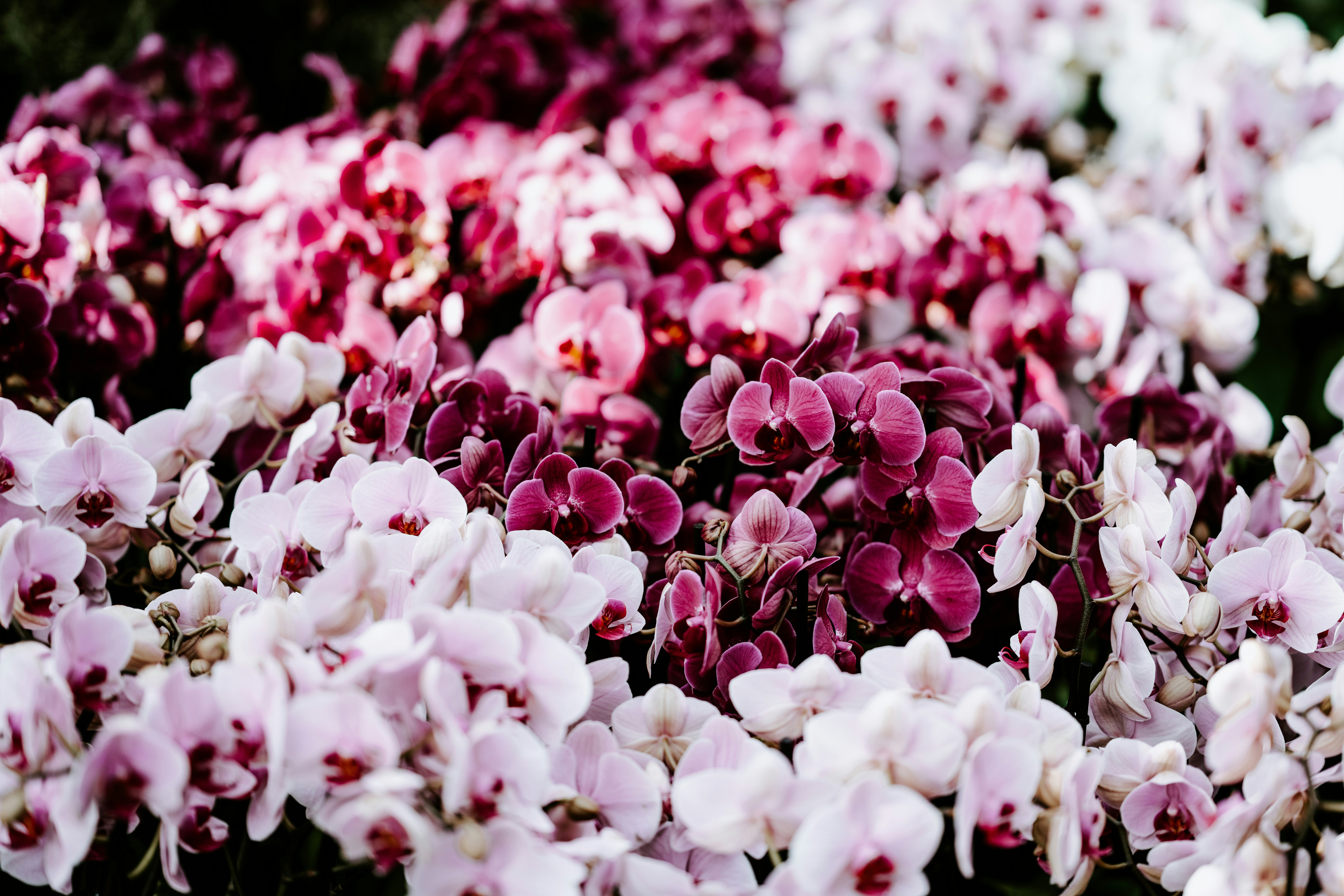 Photo by anniespratt