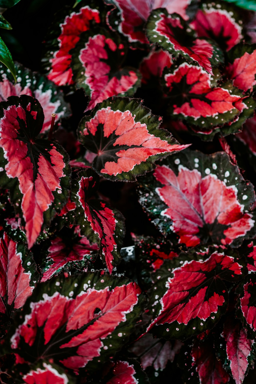 a close up of a red and green plant