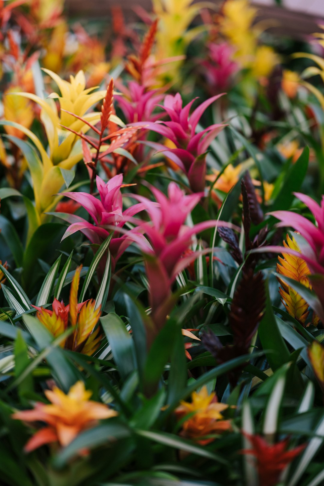 pink and yellow flower in tilt shift lens