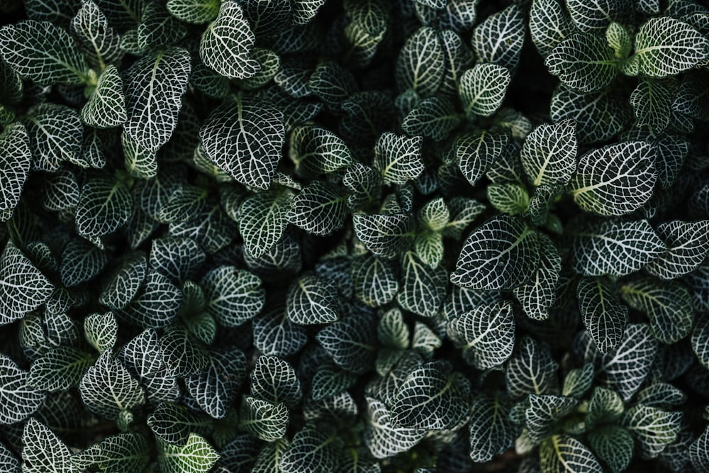 green and white leaf plant