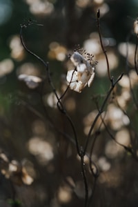 Personalized Flower Essences