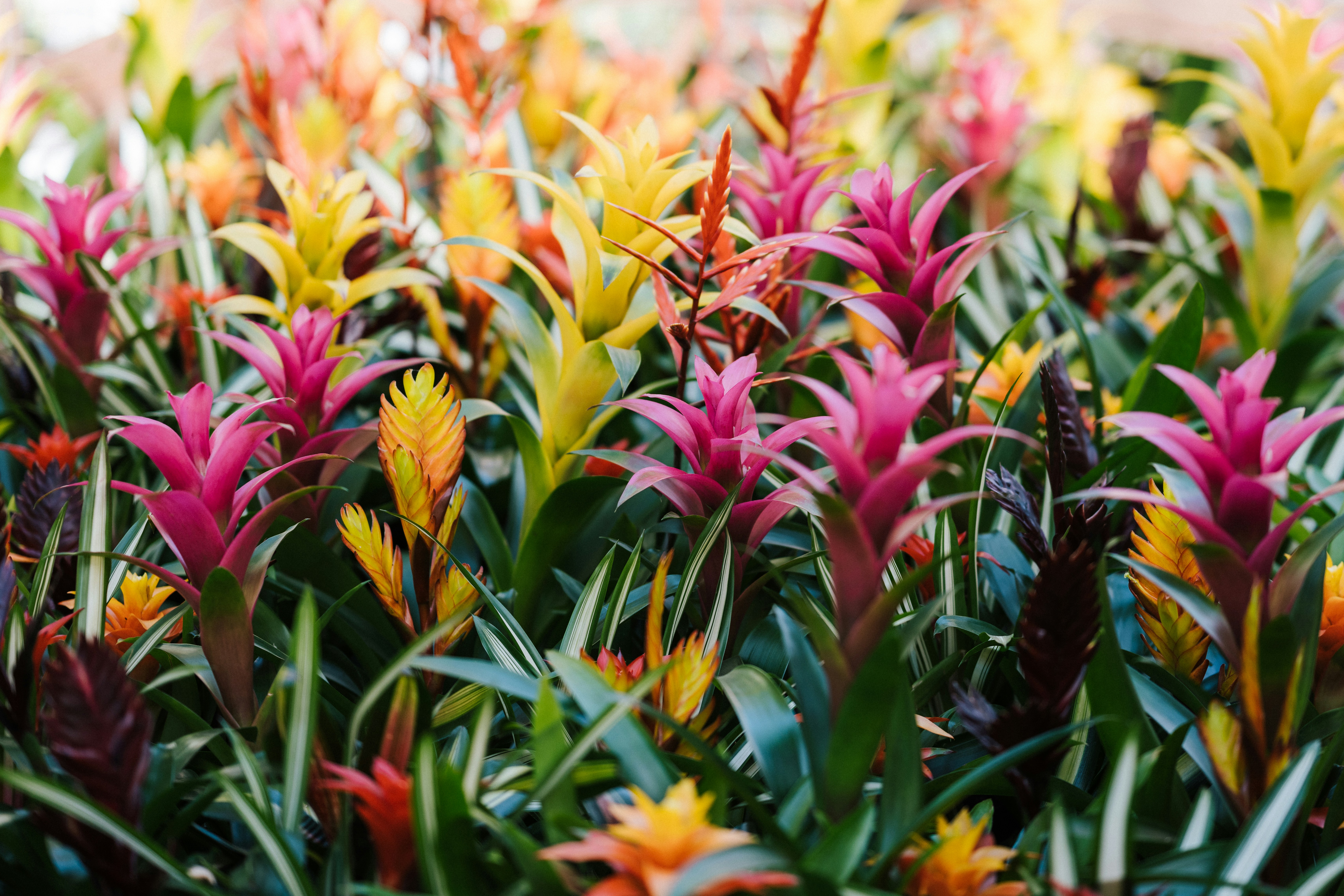 Photo by anniespratt