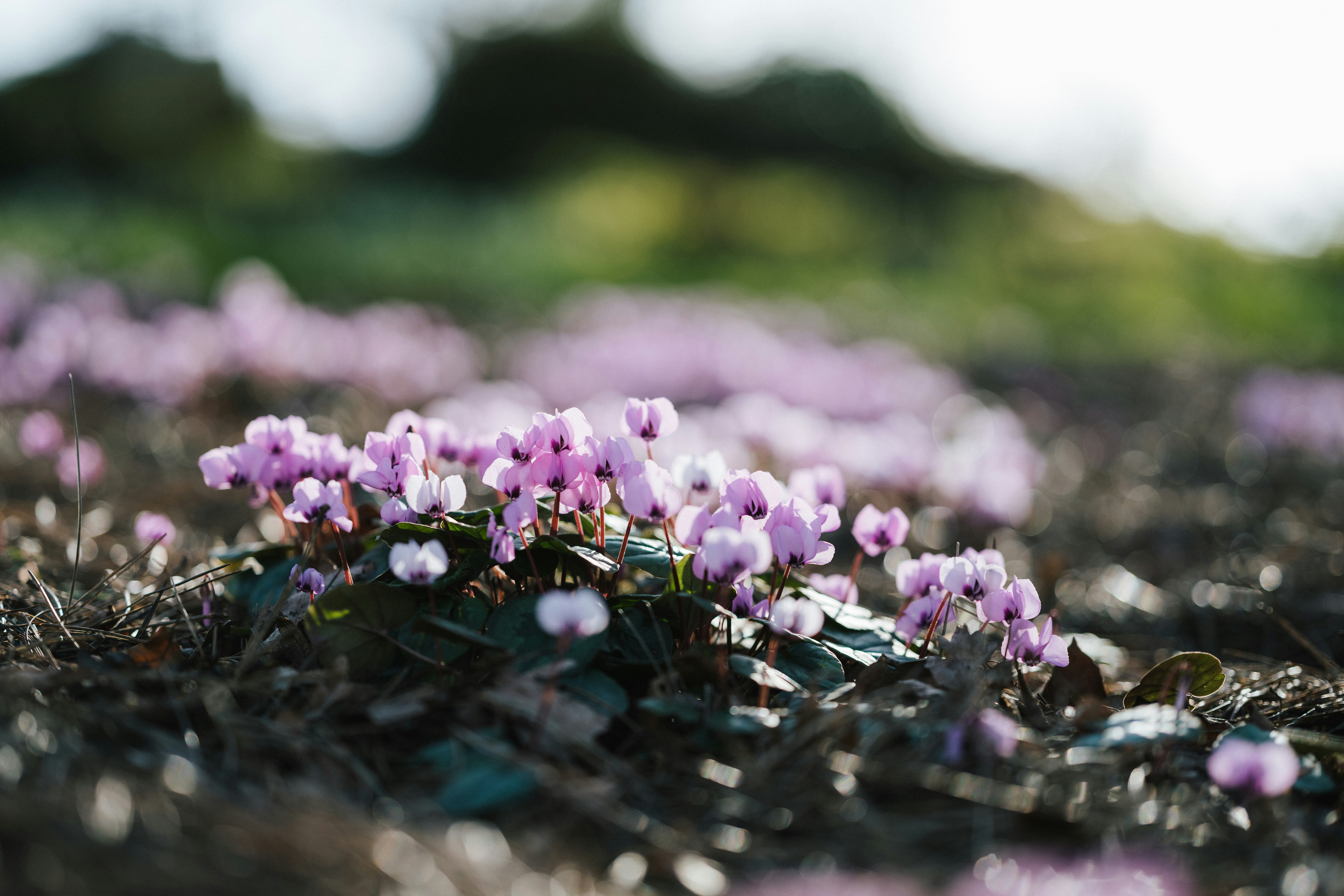 Photo by anniespratt