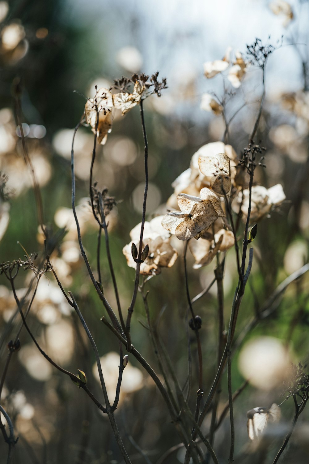 white flowers in tilt shift lens