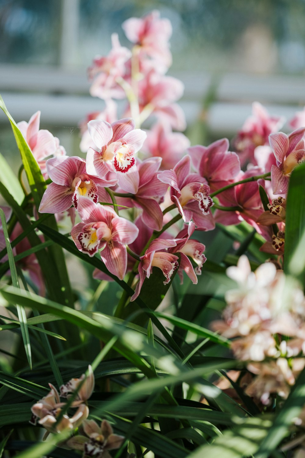 pink and white flowers in tilt shift lens