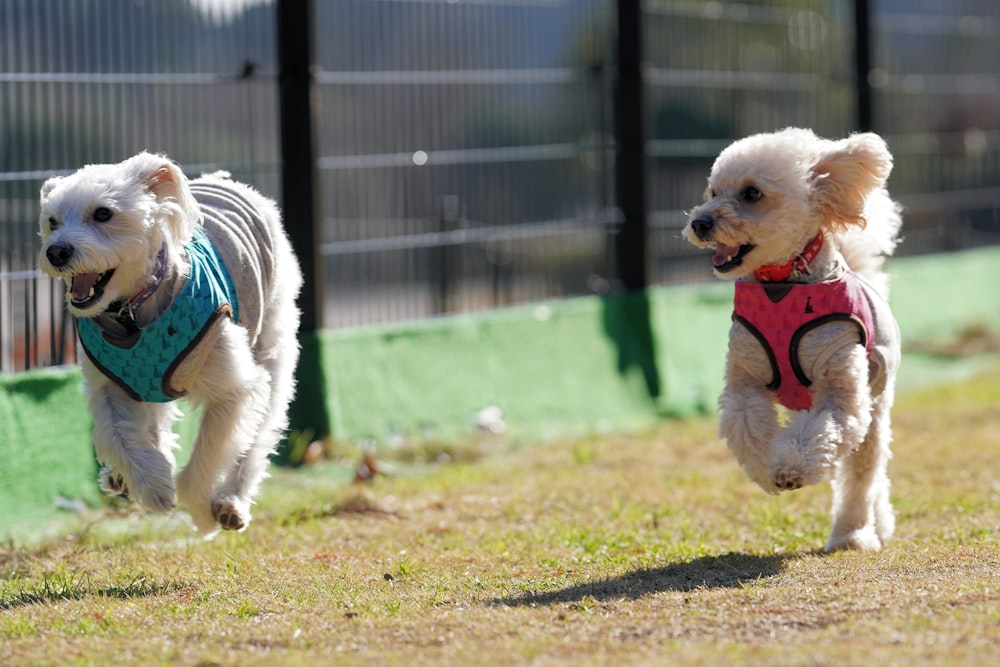 white long coat small dog with blue leash