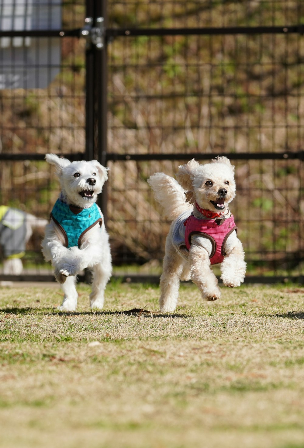 white and black short coated dog with blue collar sitting on brown grass field during daytime