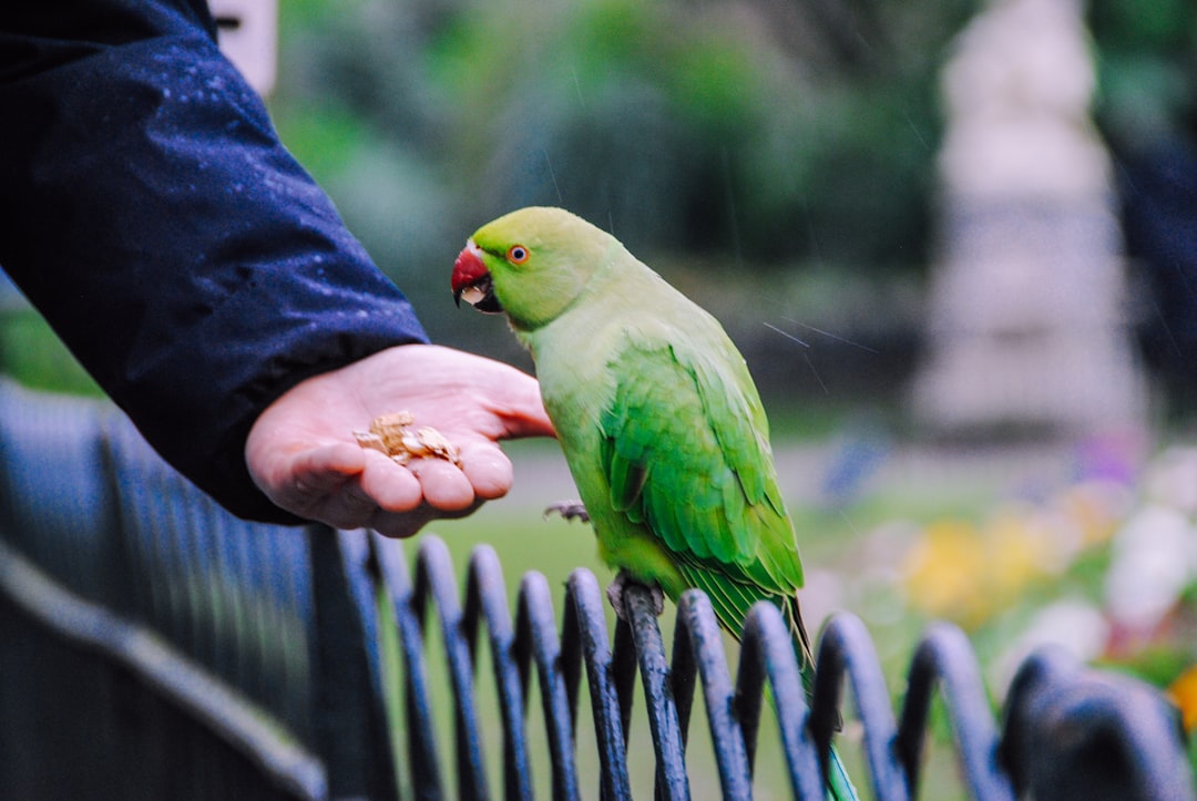 green bird on persons hand