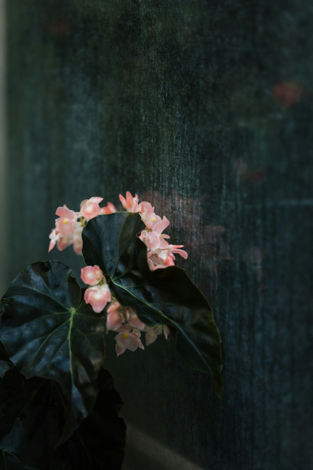 pink flower on black wooden surface