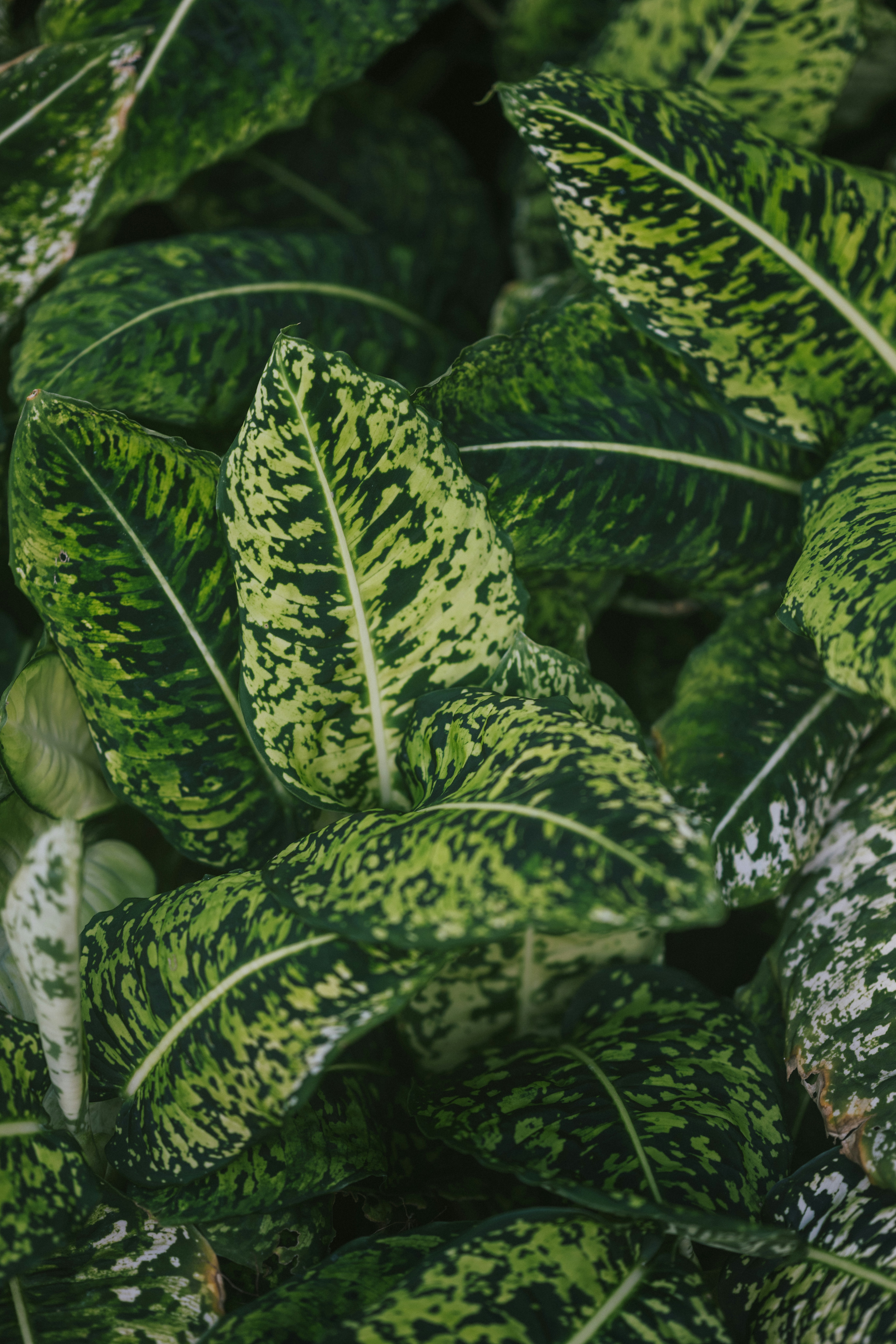 Photo by anniespratt