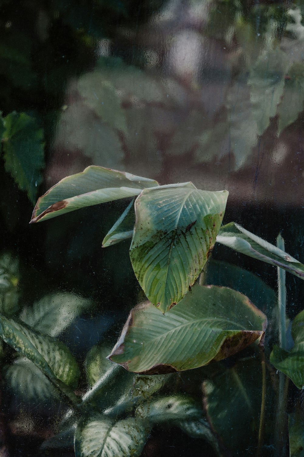 green leaves in tilt shift lens