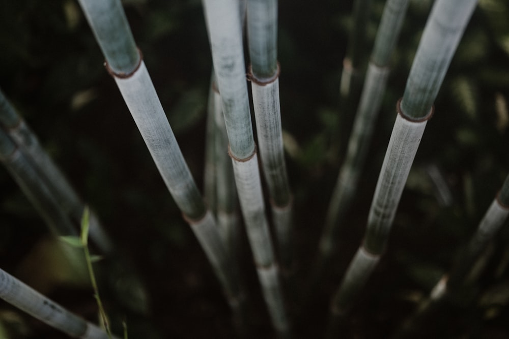 macro photography of green plant