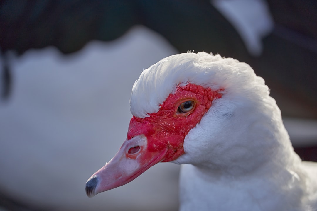 white duck in close up photography