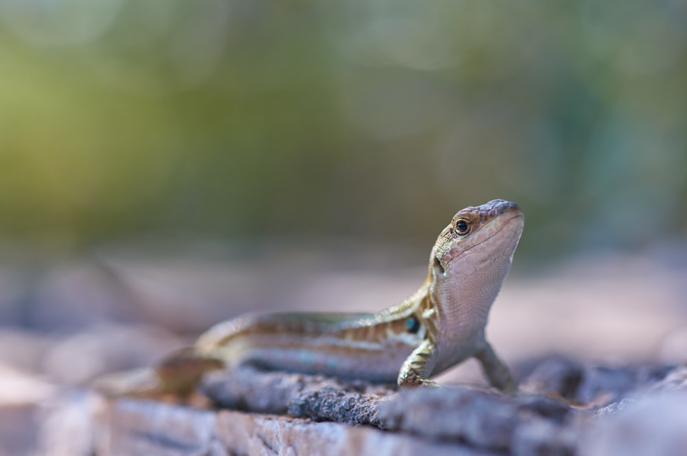 brown and black lizard on brown wood