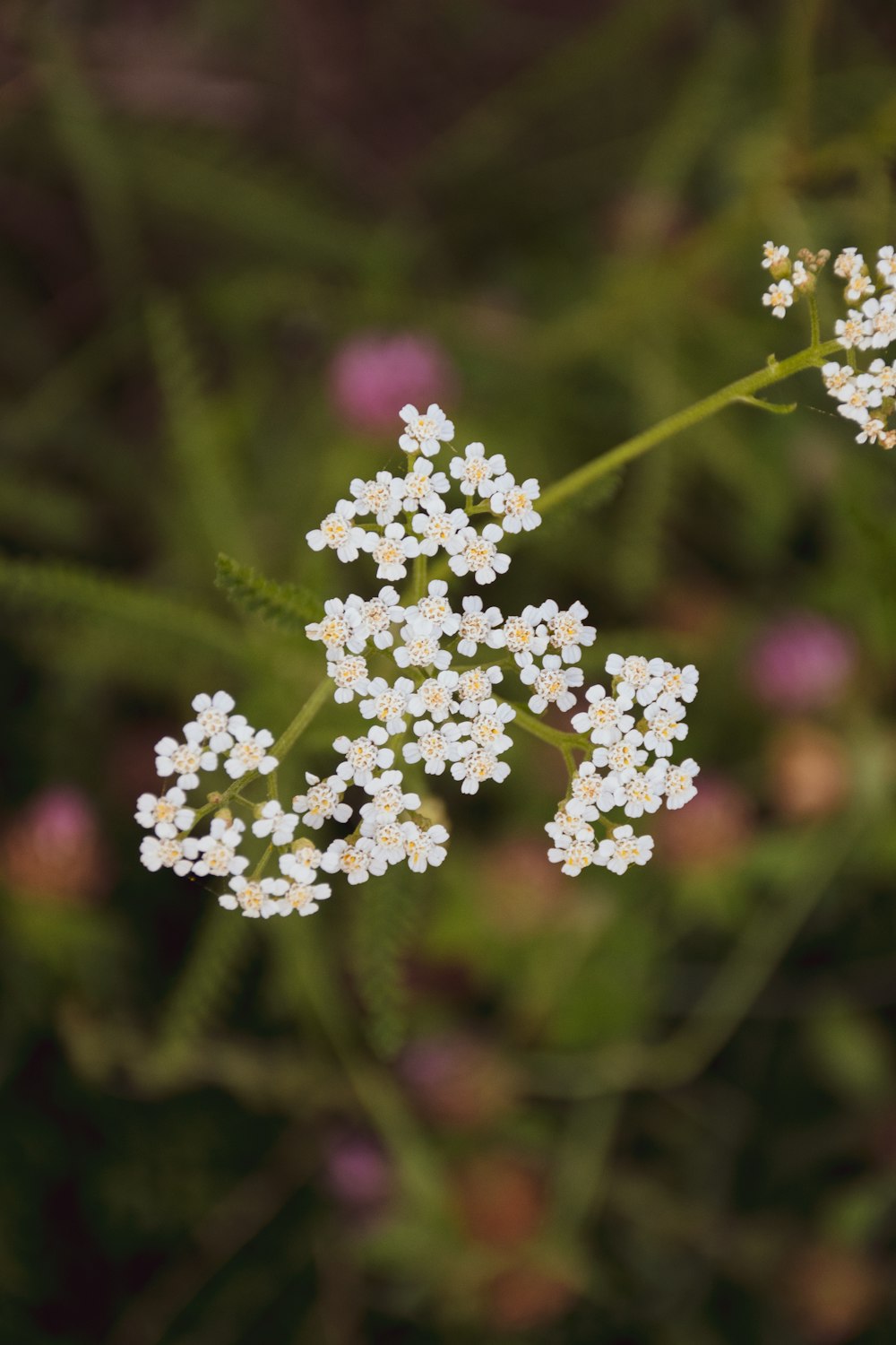 white flowers in tilt shift lens