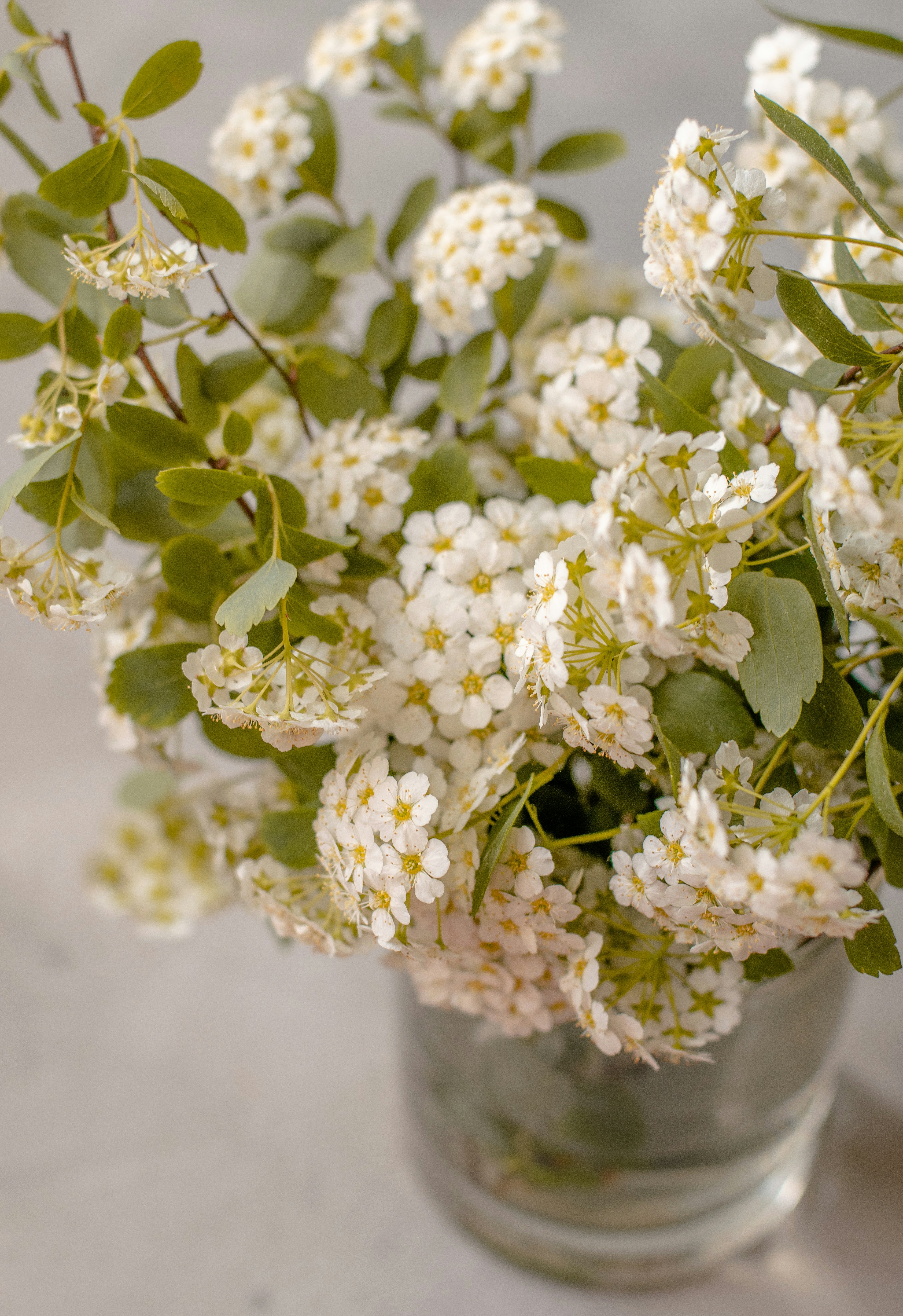 white flowers with green leaves