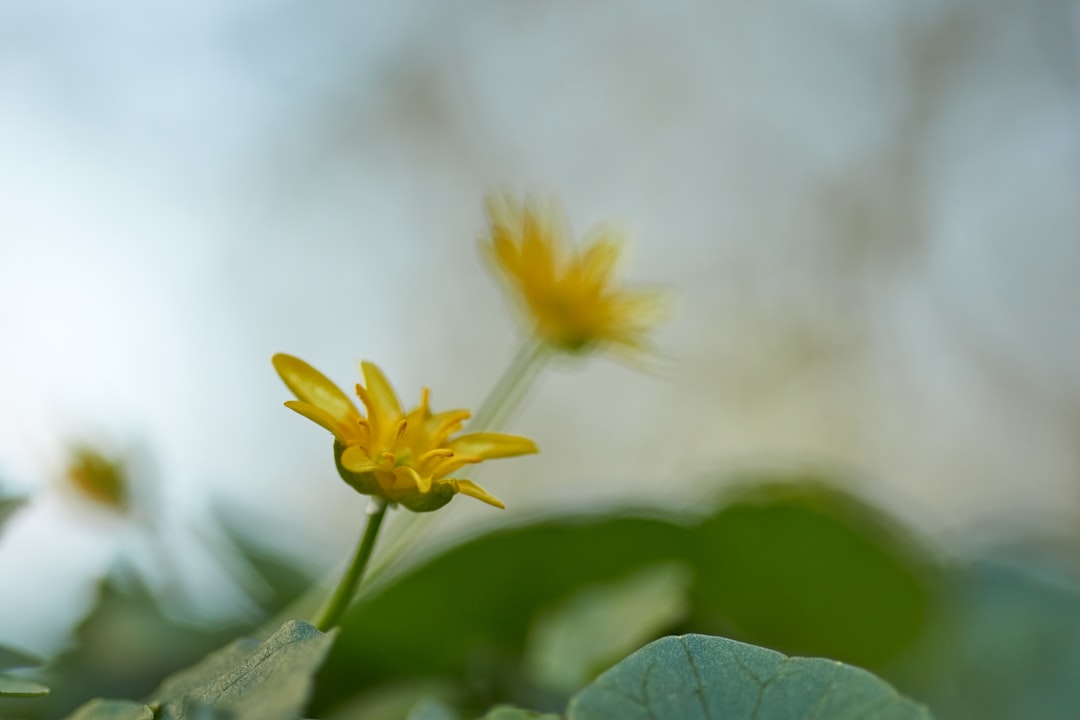 yellow flower in tilt shift lens