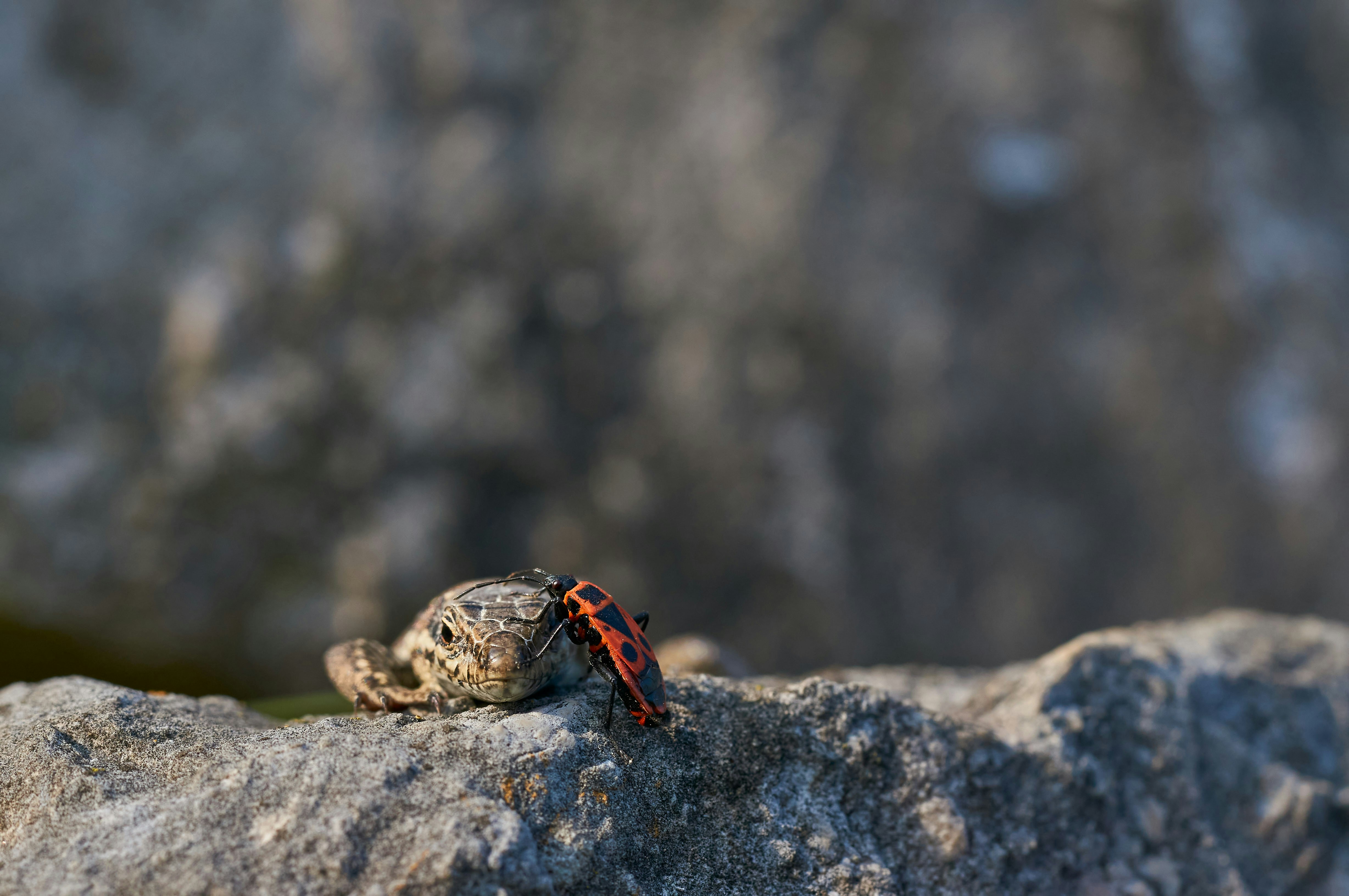 Photo by wolfgang_hasselmann