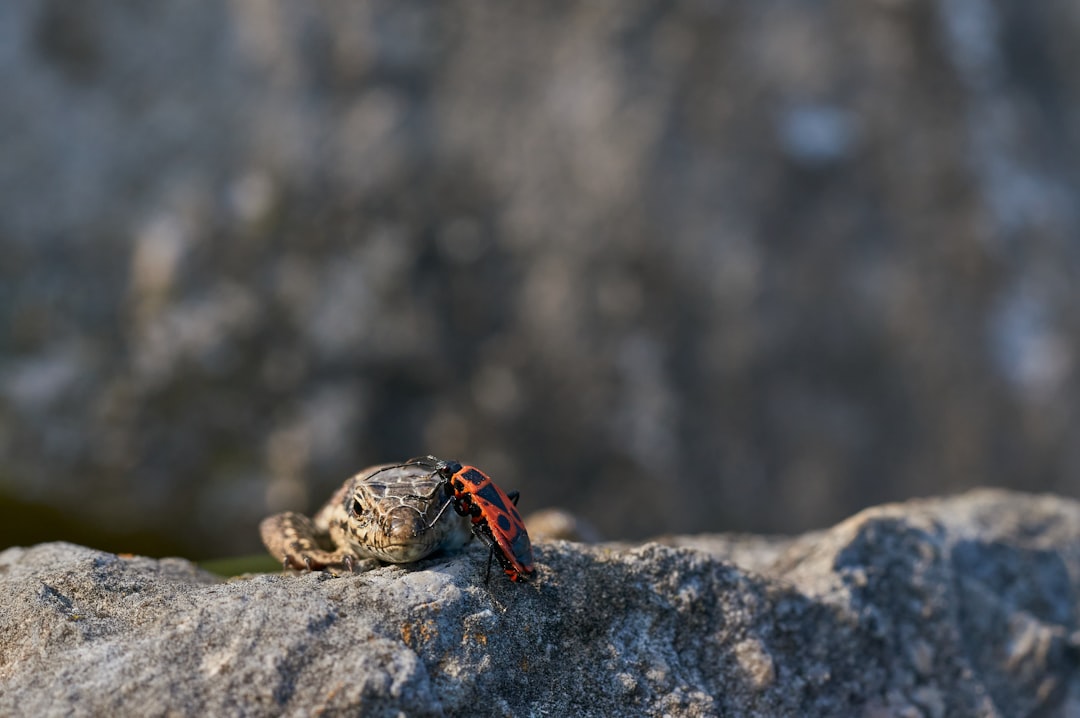 brown and black beetle on gray rock