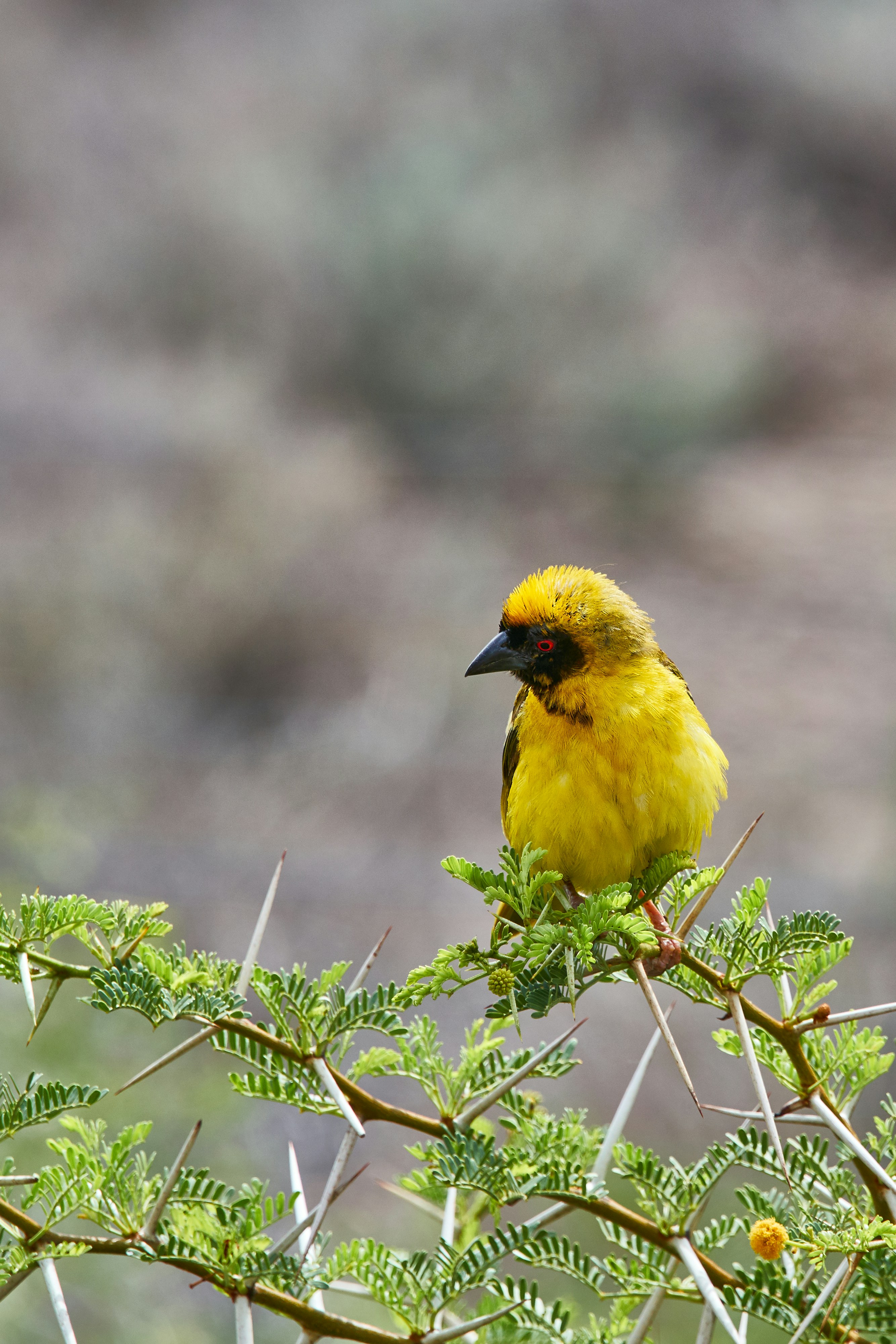 Photo by wolfgang_hasselmann