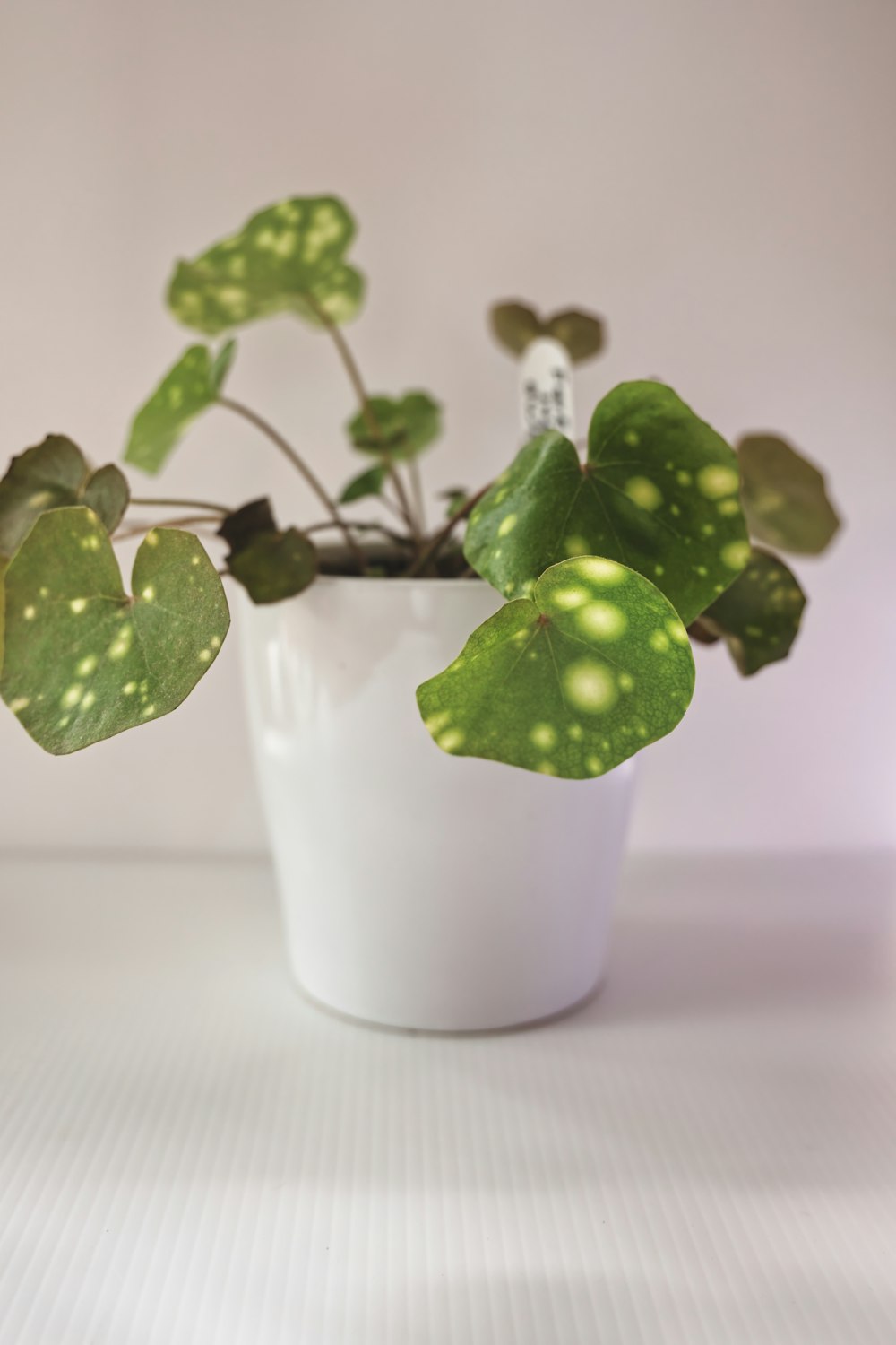 green and white fruit in white ceramic cup