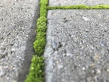 Close-up of the textured surface of one of the Cuesta stones with moss and small plants.
