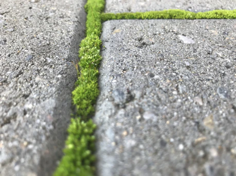 Close-up of green moss being removed from a stone wall during facade cleaning.