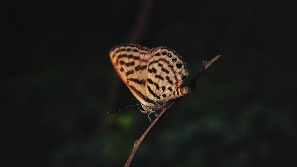 brown and white butterfly perched on brown stick