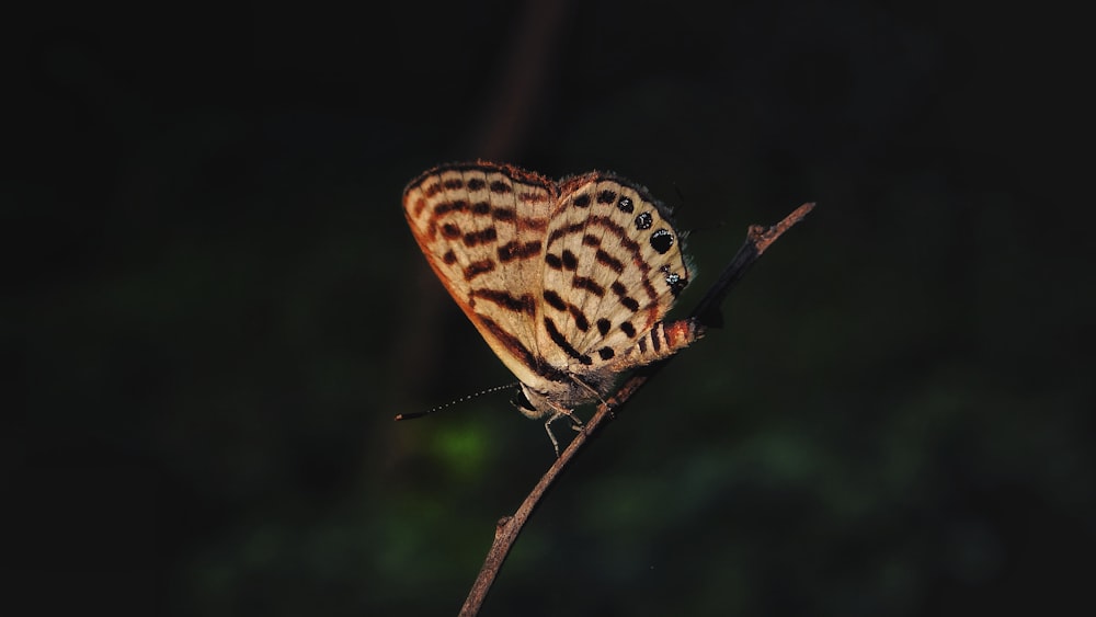 mariposa marrón y blanca posada en palo marrón