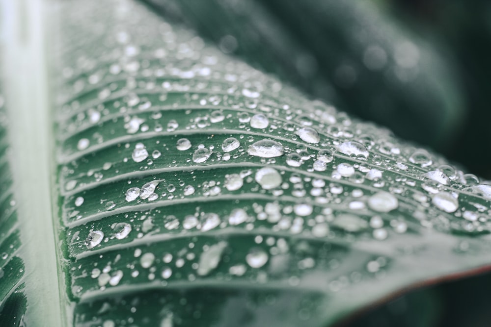 water droplets on green leaf