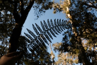 A silhouette of a fern leaf is held up against a backdrop of tall trees and a clear blue sky. Sunlight filters through the leaves, creating a delicate pattern.