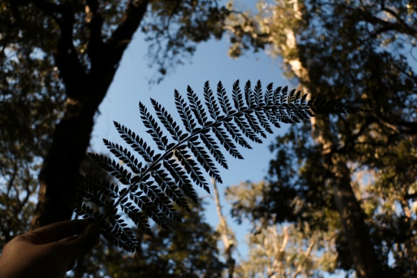 A silhouette of a fern leaf is held up against a backdrop of tall trees and a clear blue sky. Sunlight filters through the leaves, creating a delicate pattern.