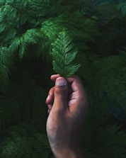 person holding green pine tree leaf