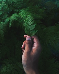 person holding green pine tree leaf