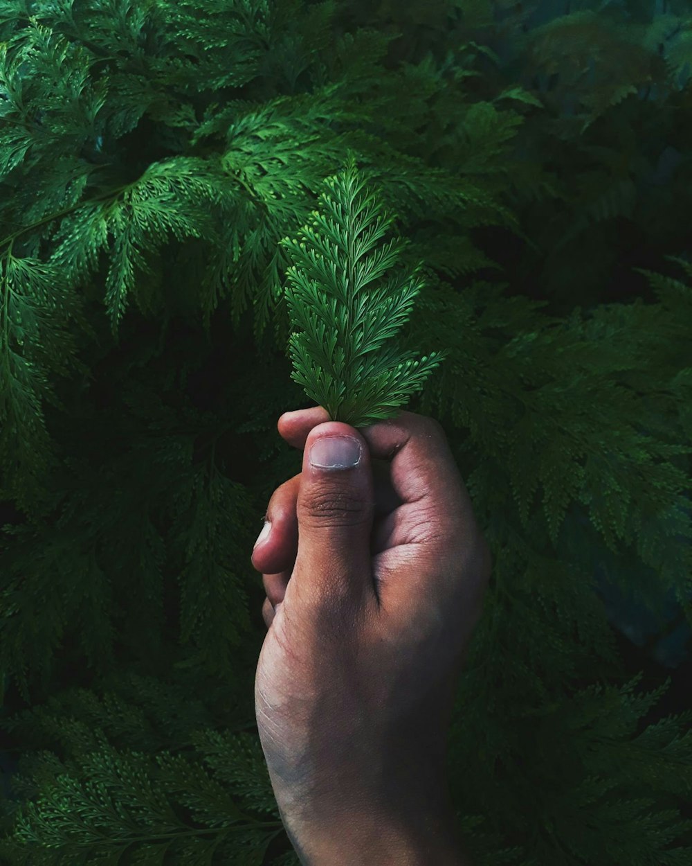 person holding green pine tree leaf