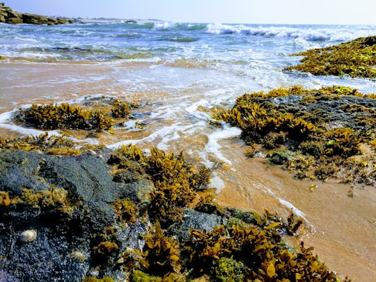 green and brown grass on brown rock formation near body of water during daytime in Yala National Park Sri Lanka