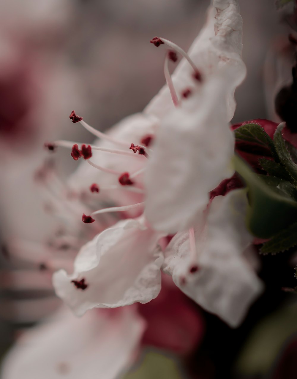 white flower with green leaves