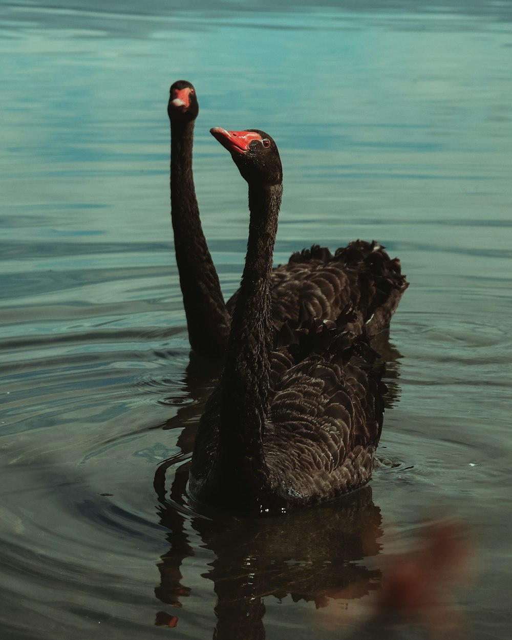 Cisne negro en el cuerpo de agua durante el día