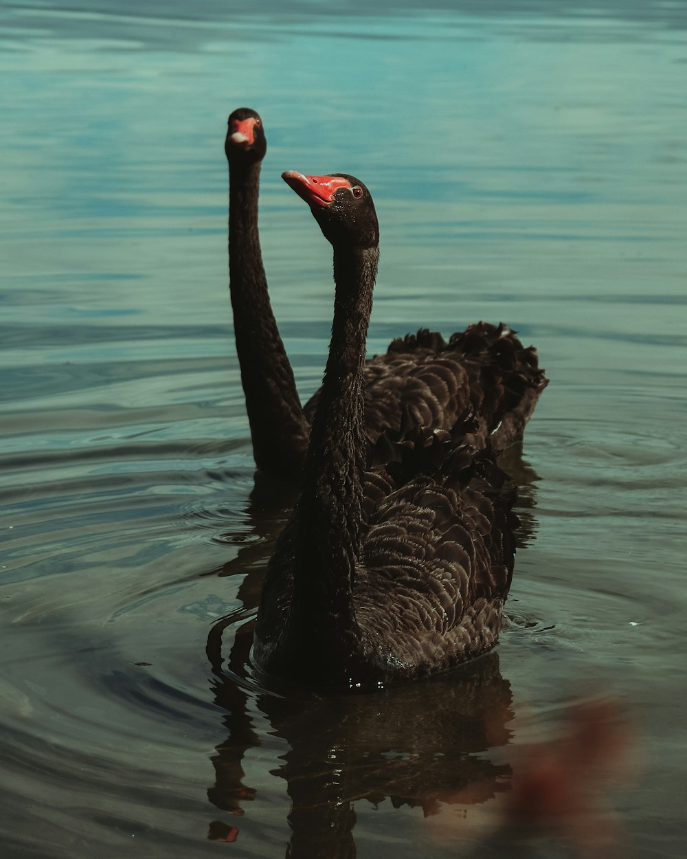 black swan on body of water during daytime