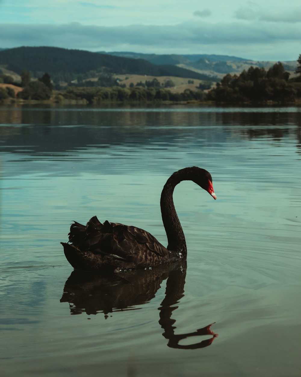 cisne preto na água durante o dia