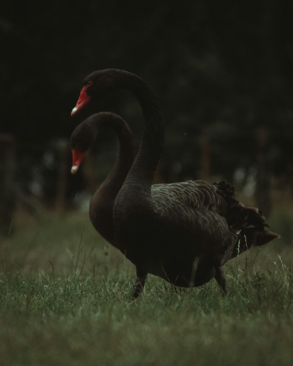 Cisne negro sobre hierba verde durante el día