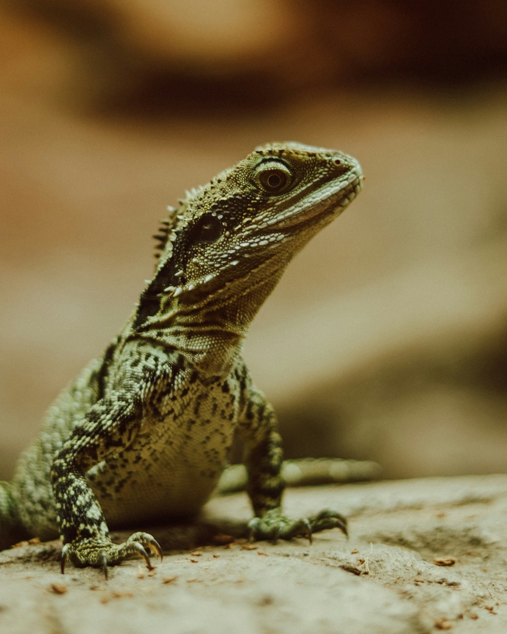 brown and black bearded dragon on brown wood