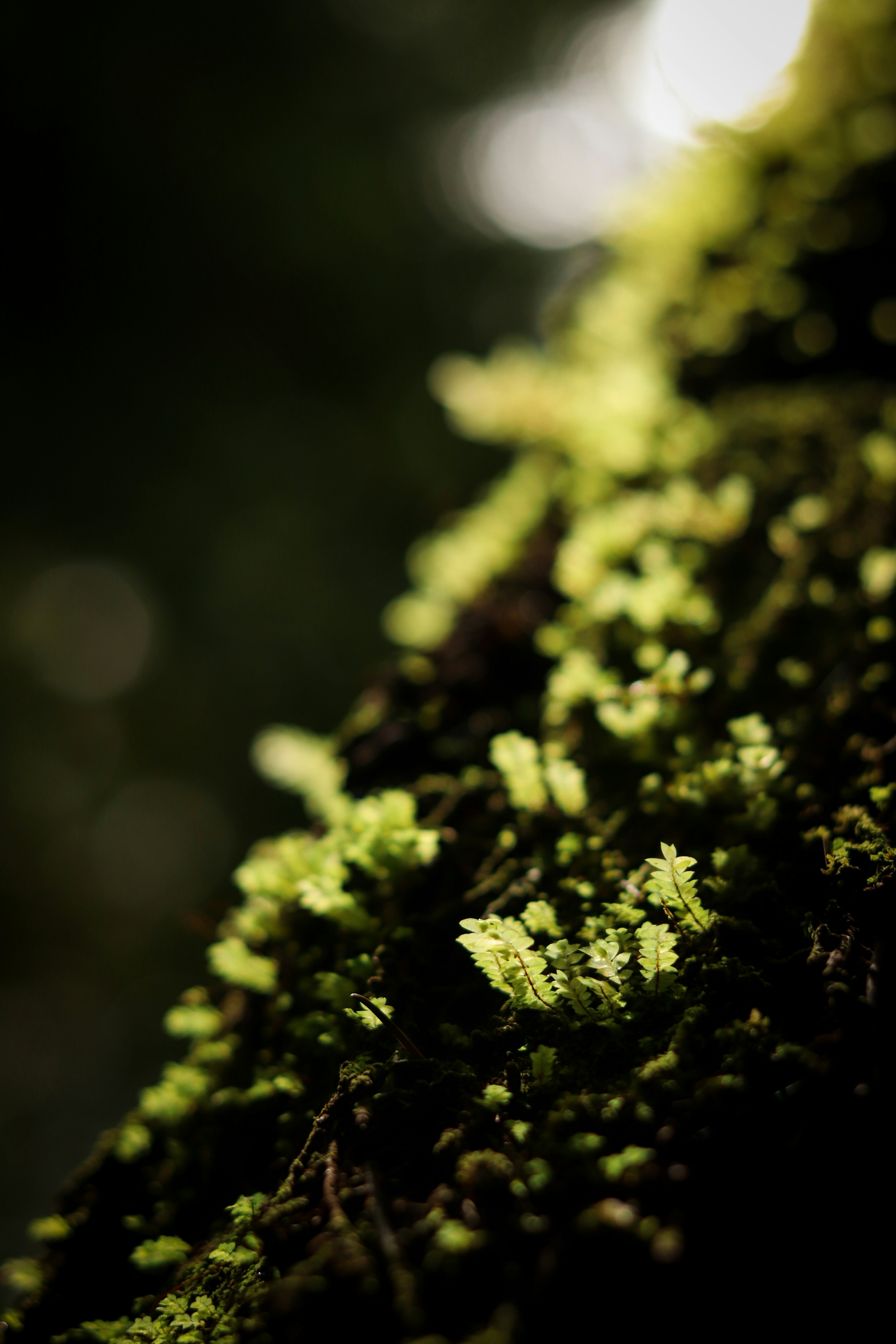 Photo by muffinrozendal