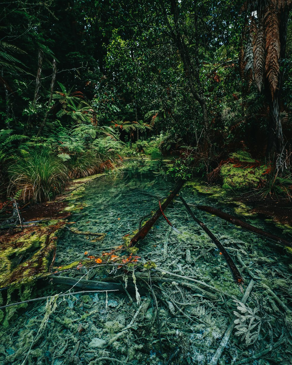 green trees and plants during daytime