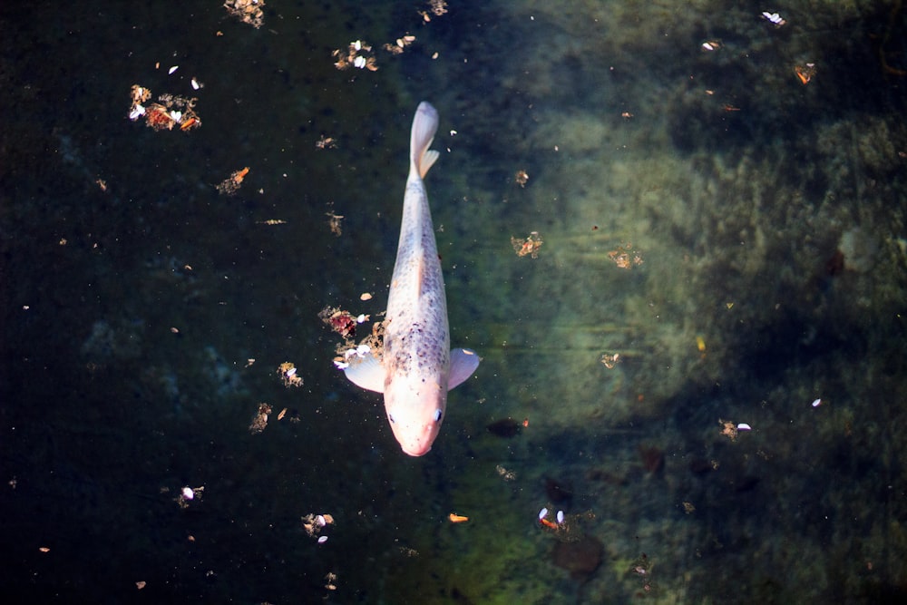 white and gray fish on water